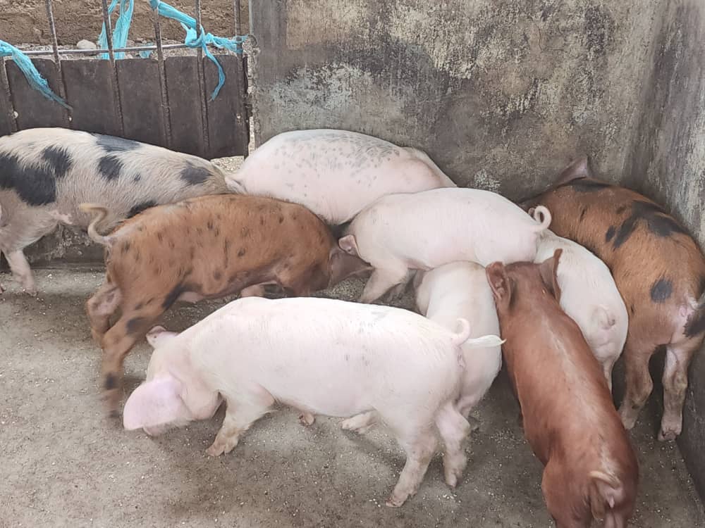 Organic Farming